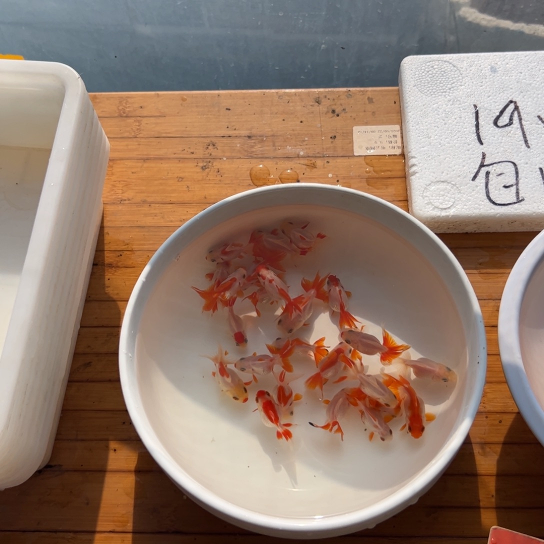 豆***鱼海水鱼111111111111