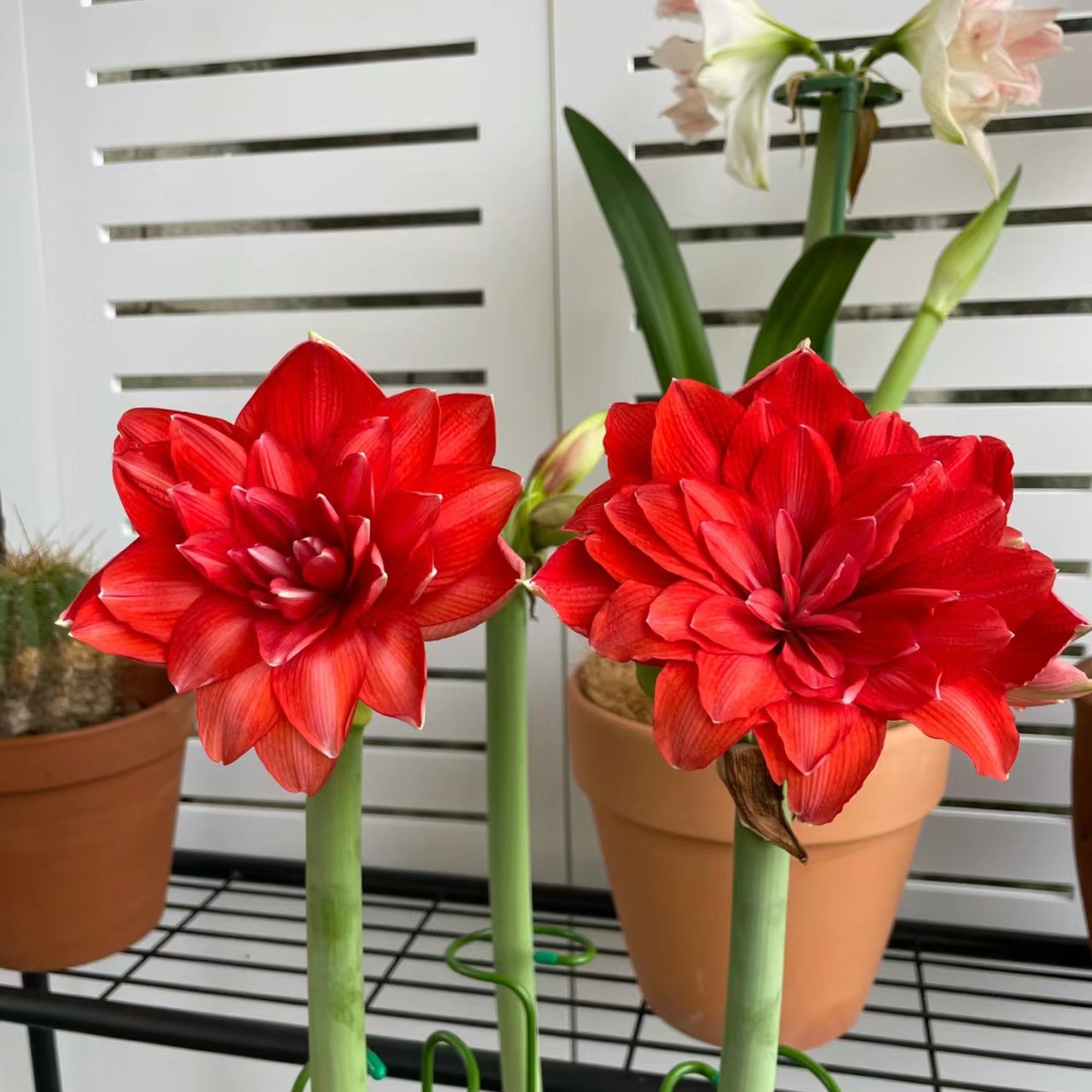 〔朱顶红   卡罗琳娜6厘米〕新年福利 非组培重瓣 苗情好