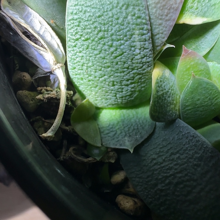 新年福利特价卧牛锦一枚