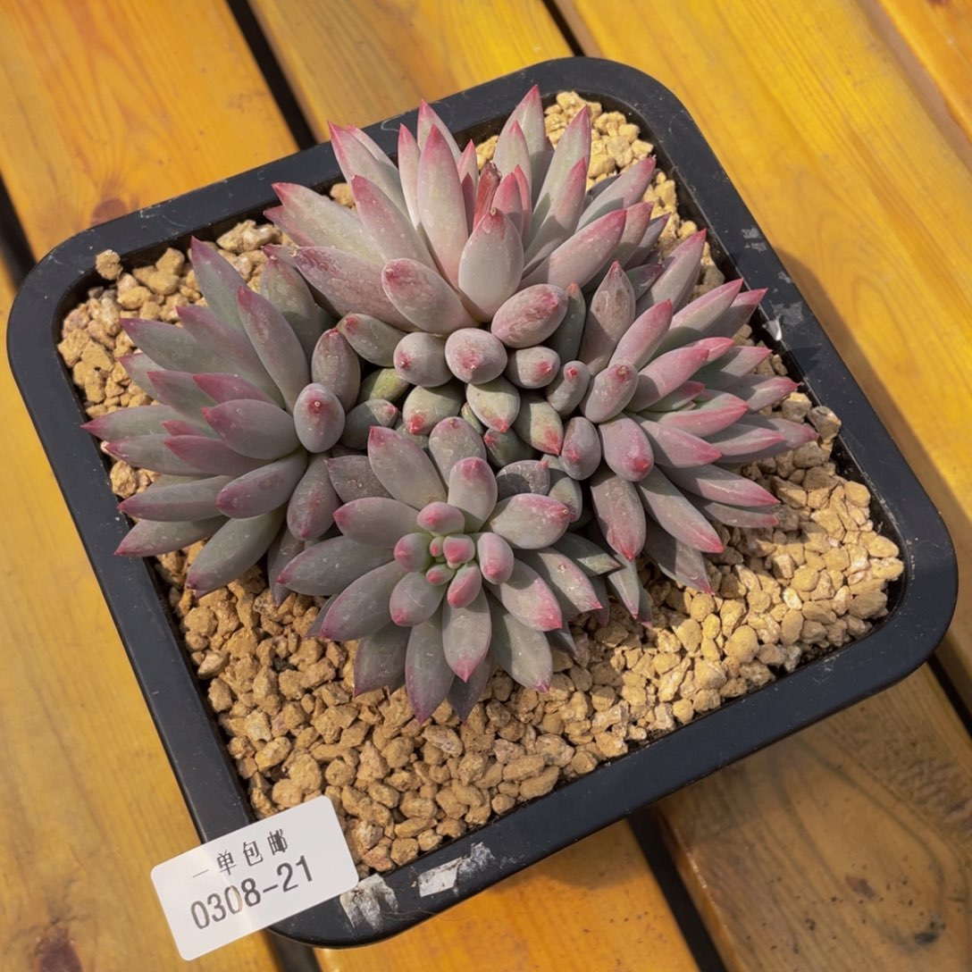 0308-21-虞美人。。。。。。