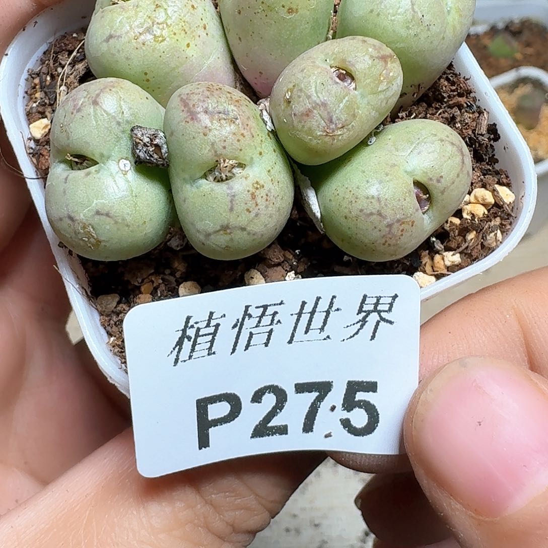 275号多肉植物哇f f g