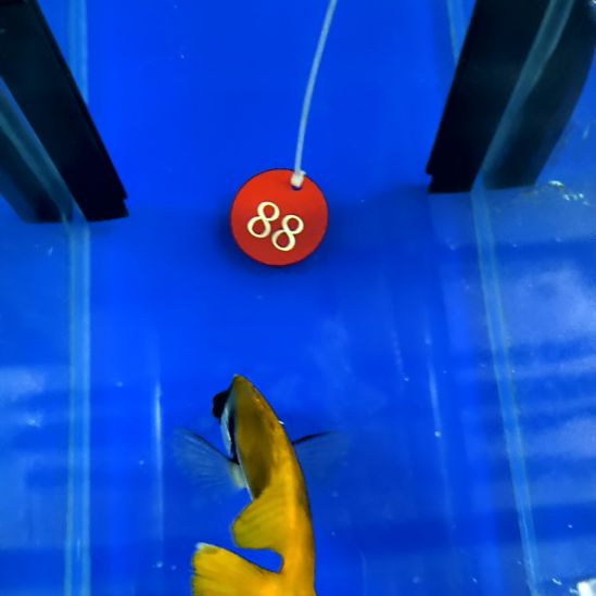 黄狐狸12+/2-16-88