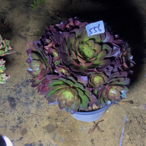 万圣节变异多肉植物556多肉不包断