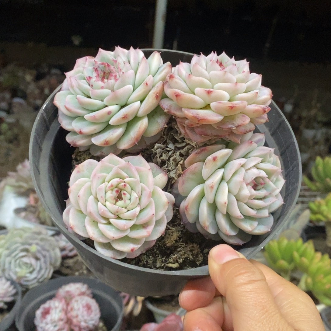 天鹅绒四头起发老桩