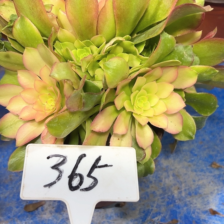 多肉植物雅典吗法师