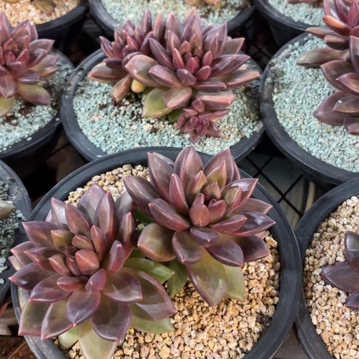 迷雾泡泡双头精品多肉