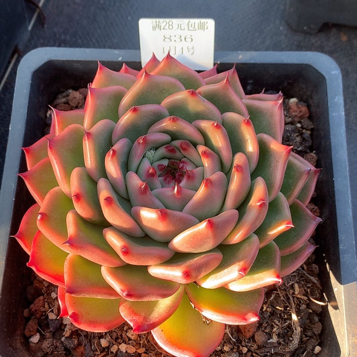 【闪购商品】云836号帝王15厘米