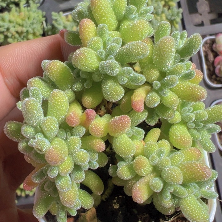 冰晶杂精品多肉植物大战