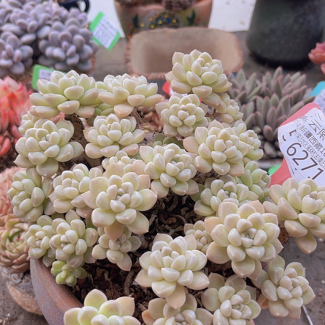 6271鹅卵石。