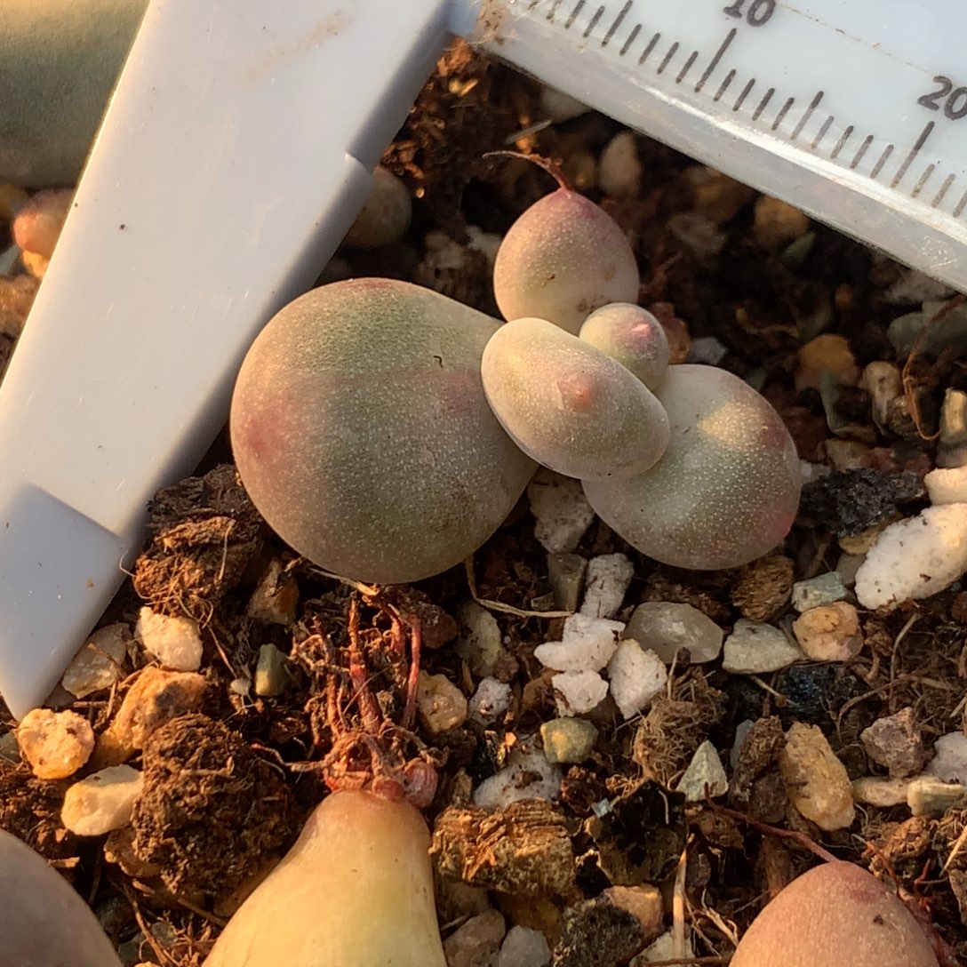 锦纹 黄金鸡蛋大叶奶