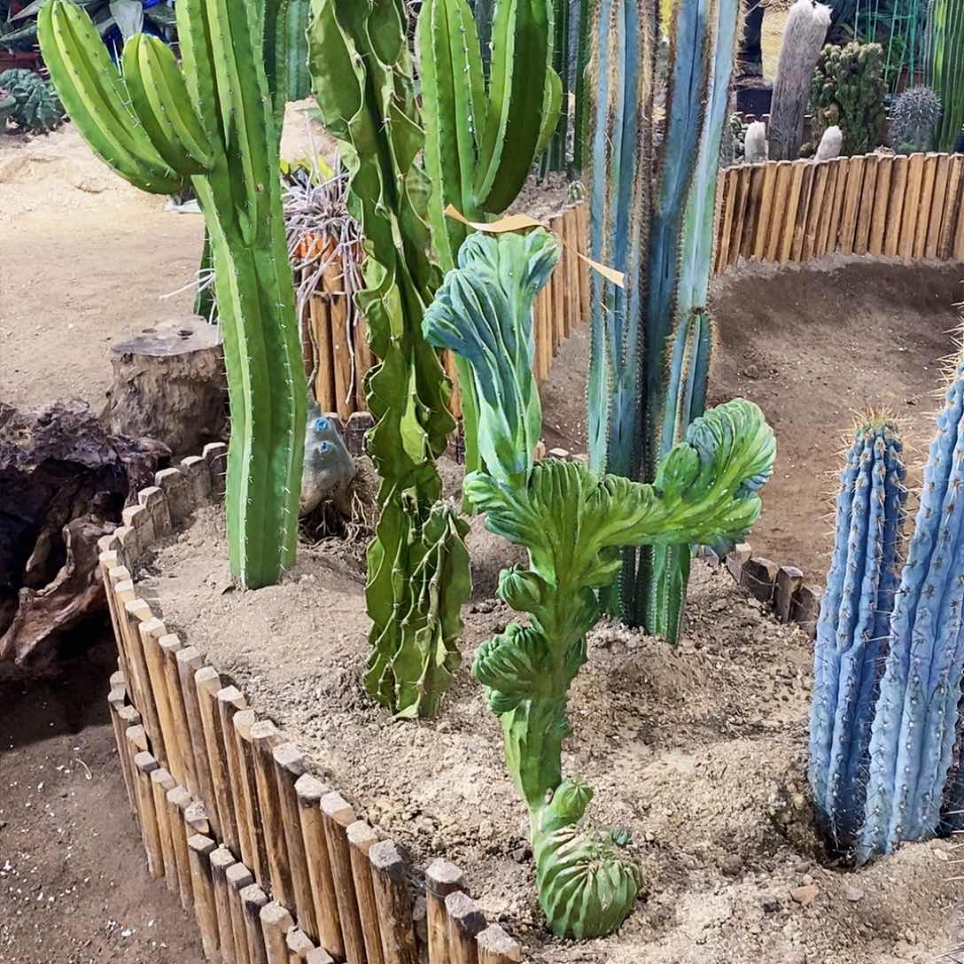 歪**S龙神木缀化