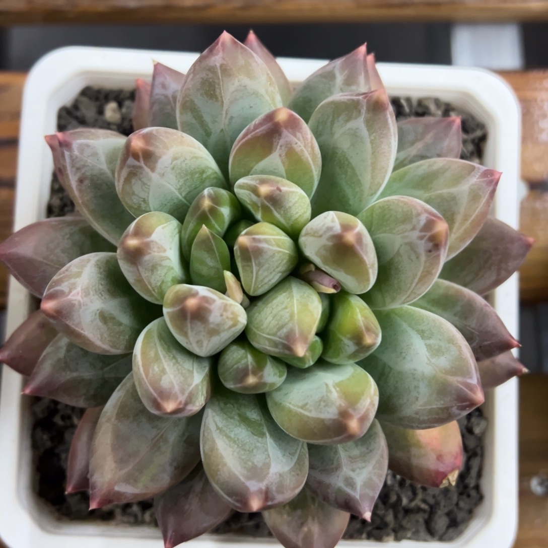 张张精品多肉胖体重楼