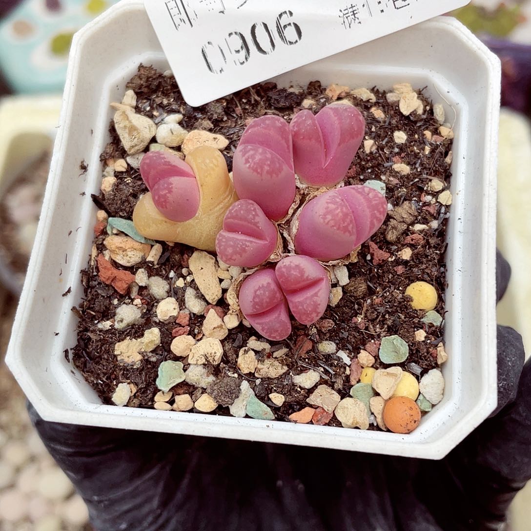 生石花18包邮0906-95