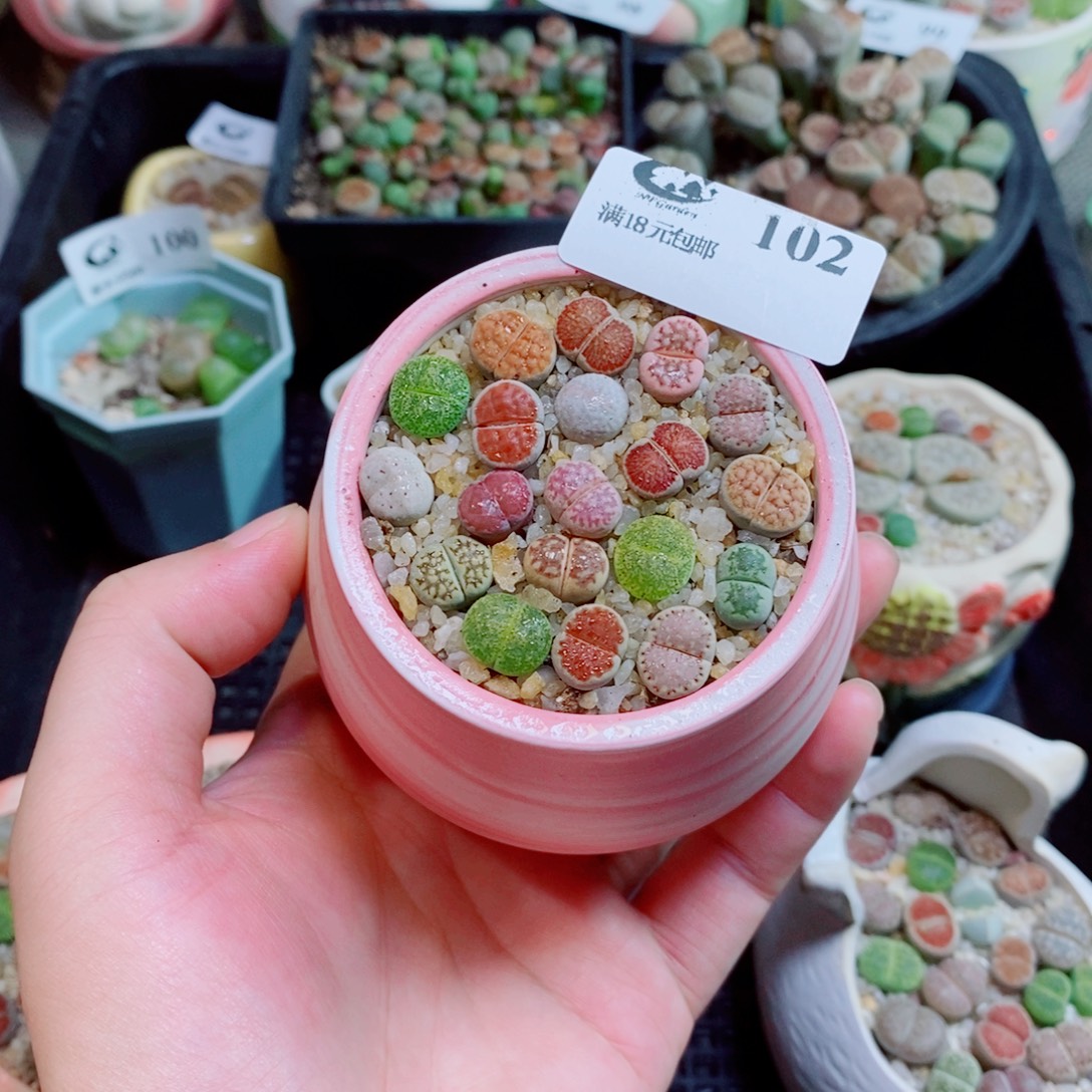 生石花花花花花花102