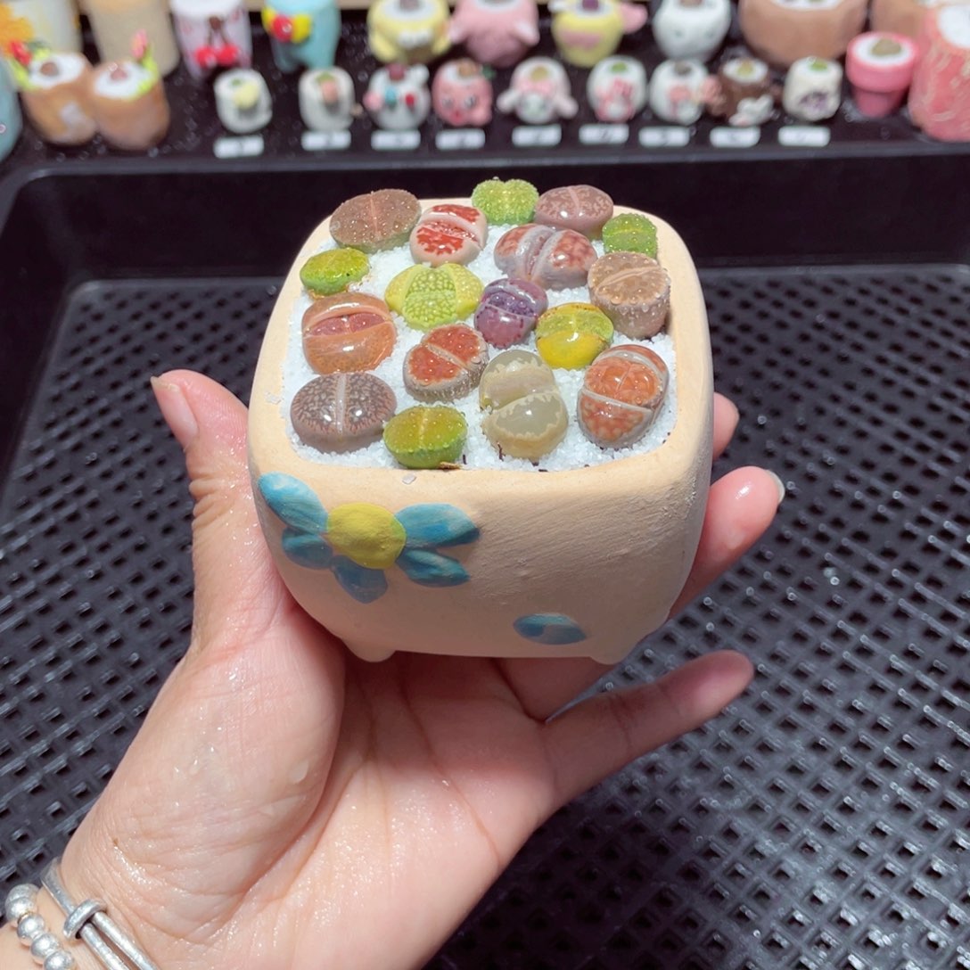 w2187 带盆土发货-零下地区拍保温箱