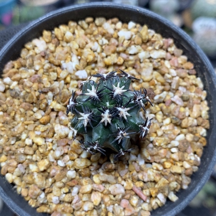 实生短豪刺青花虾130号2.5cm