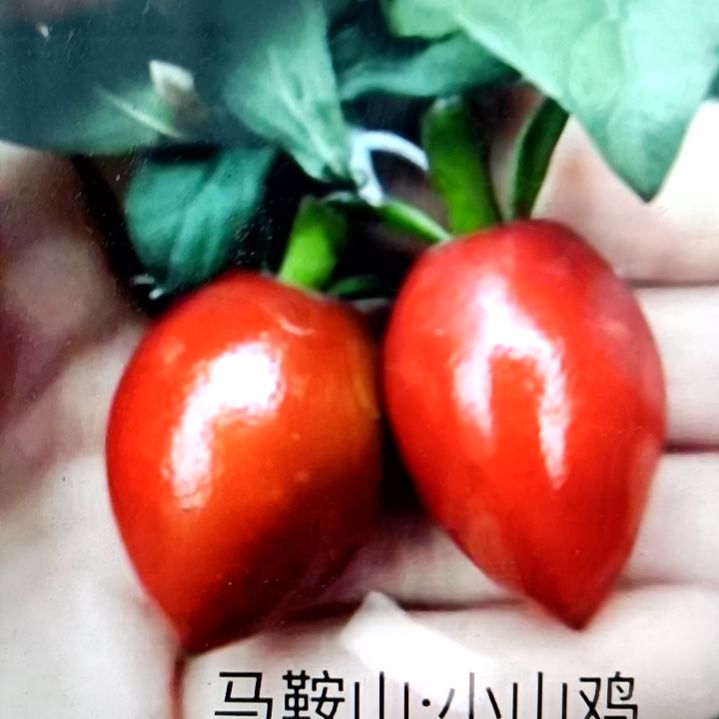 无花朵小山鸡根培苗