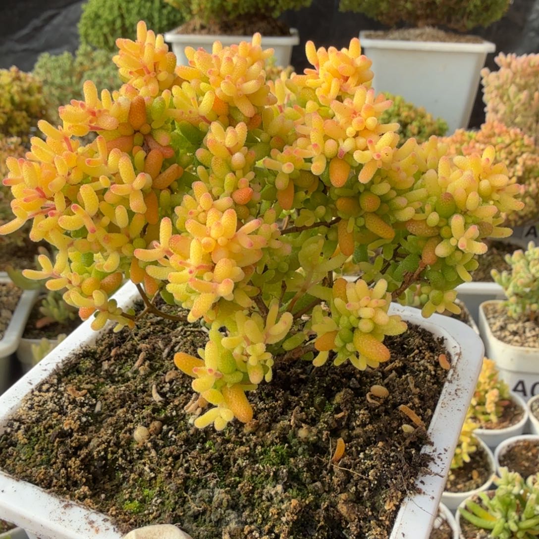 A049糖球3号锦整点半价福利