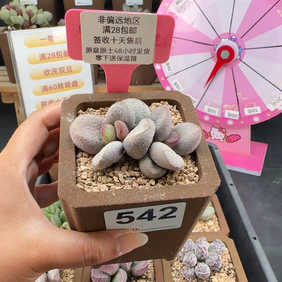 542甜心多肉的植物