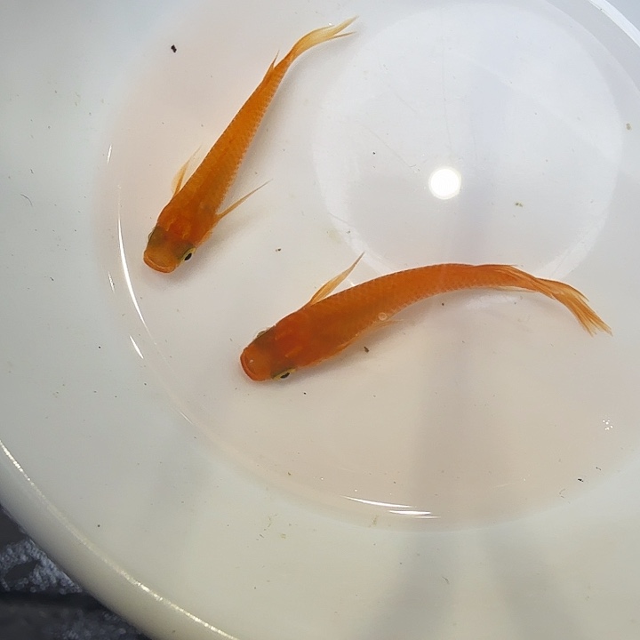 青鳉鱼68号拍品长鳍红帝