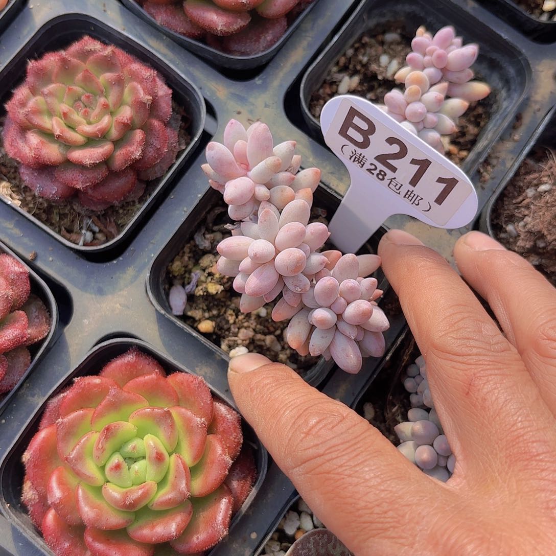 B211婴儿手指一物一拍