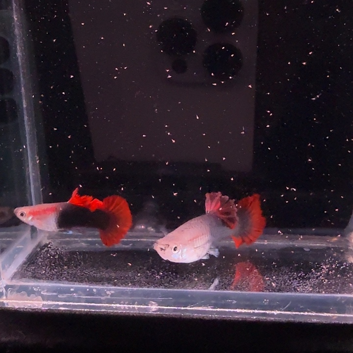 孔雀鱼爆绒折扇1对