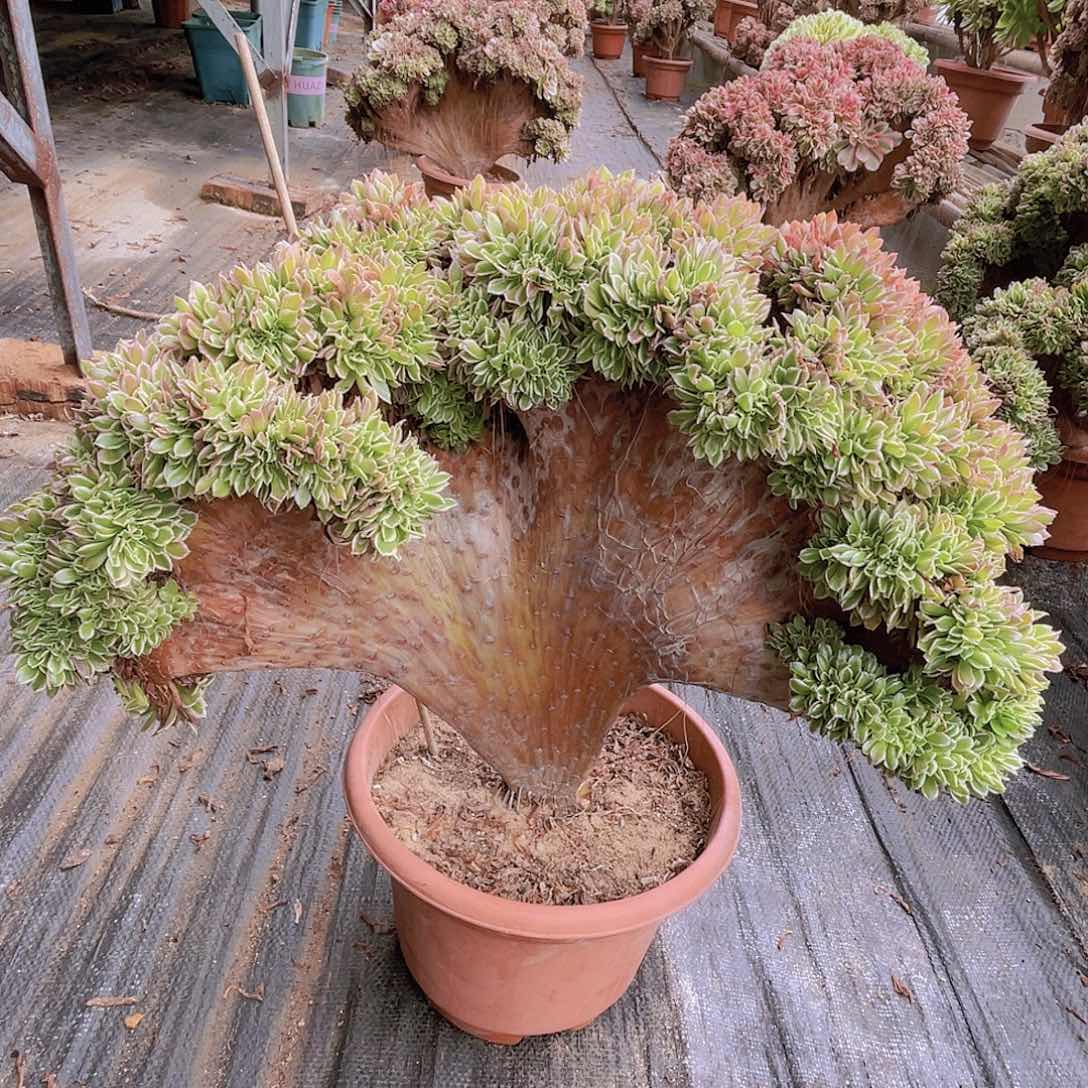 【闪购商品】无花朵白风