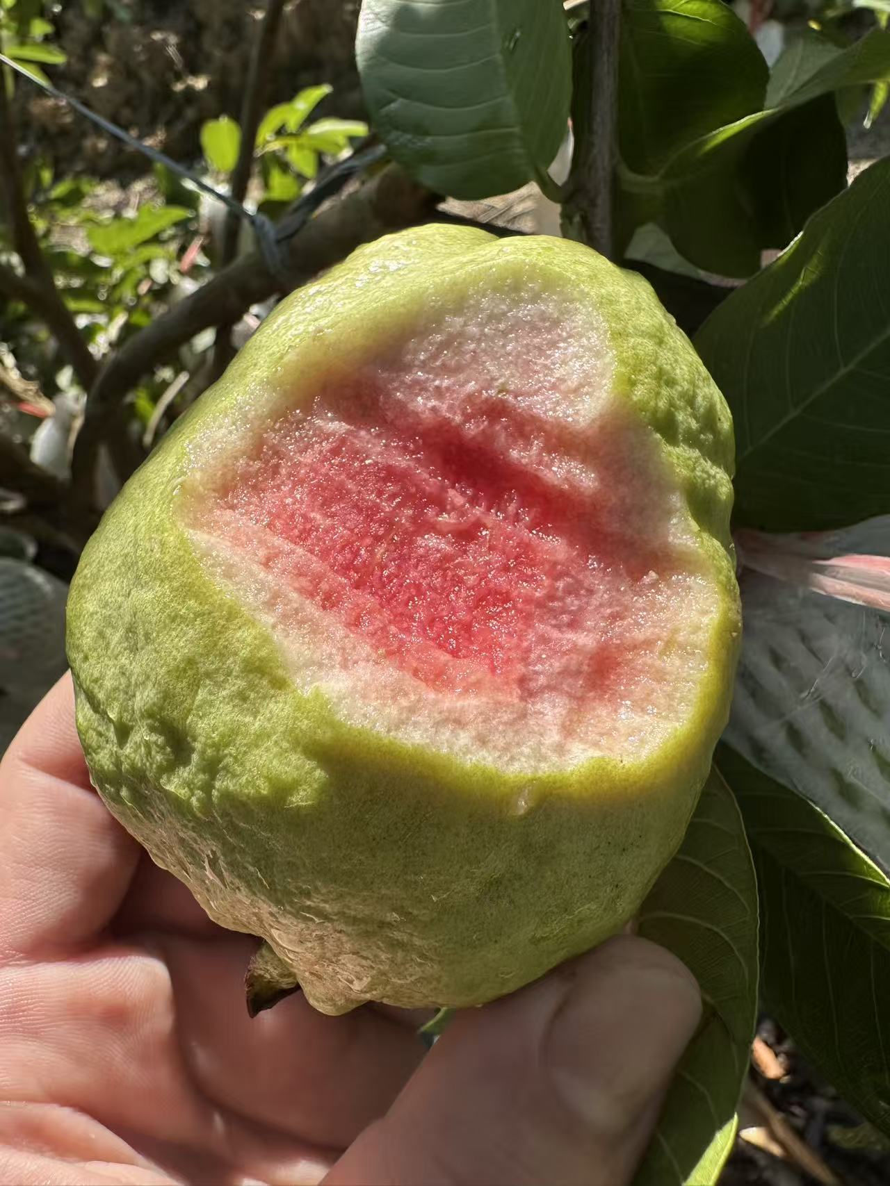 【1056人回购】广东新鲜红心白心双拼芭乐香甜松脆感低脂低卡水果