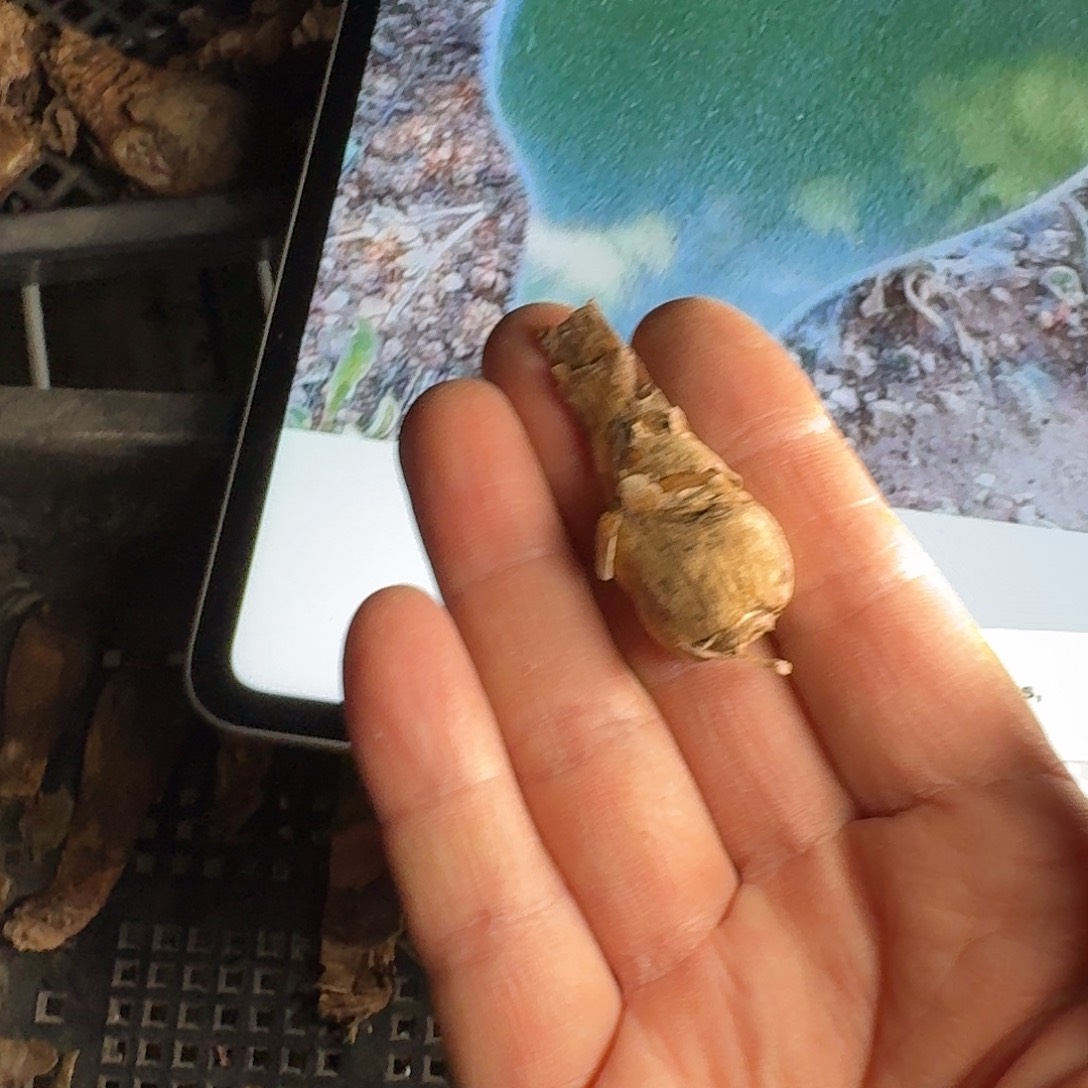 HU独毛叶血莲一个