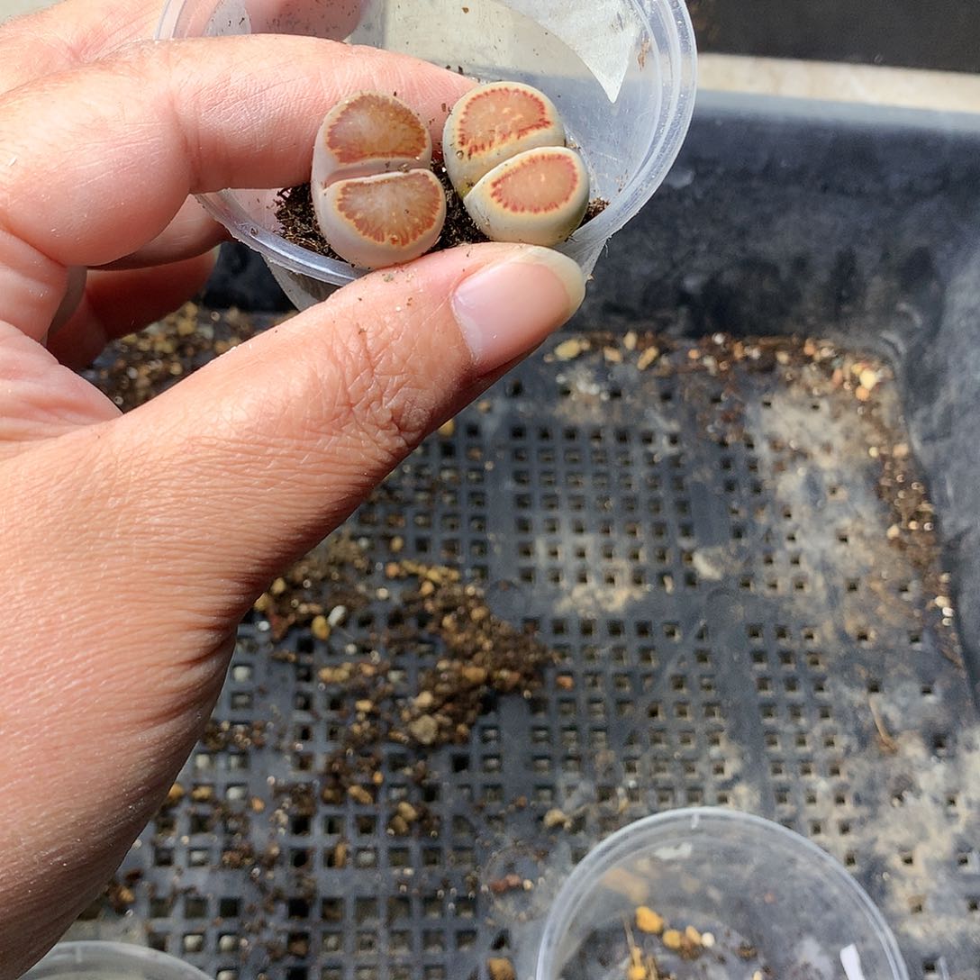 啊*K11多肉植物保护研究所
