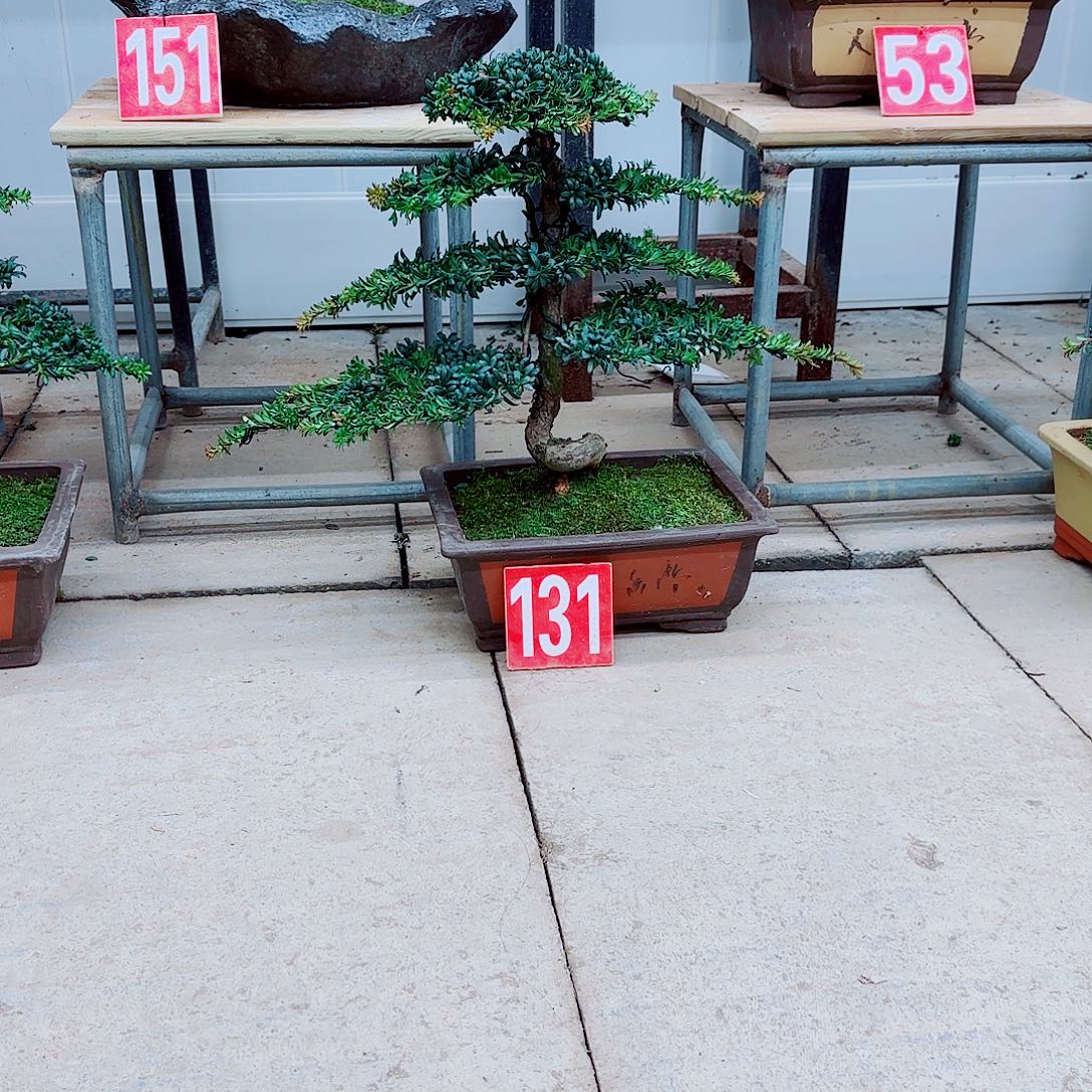 完全开放盆景园林盆景