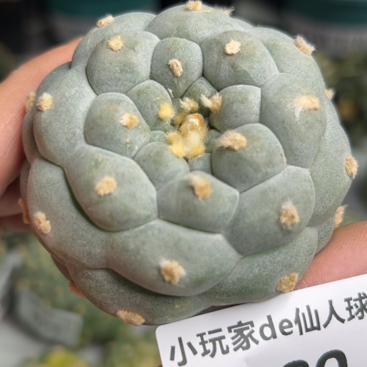 889可节后发货 可帮发根