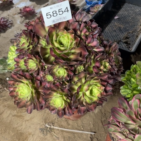 韶华多肉多肉5854