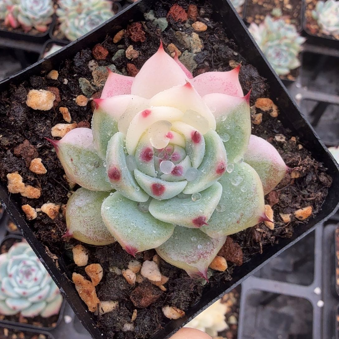 吉娃娃锦，多肉植物锦