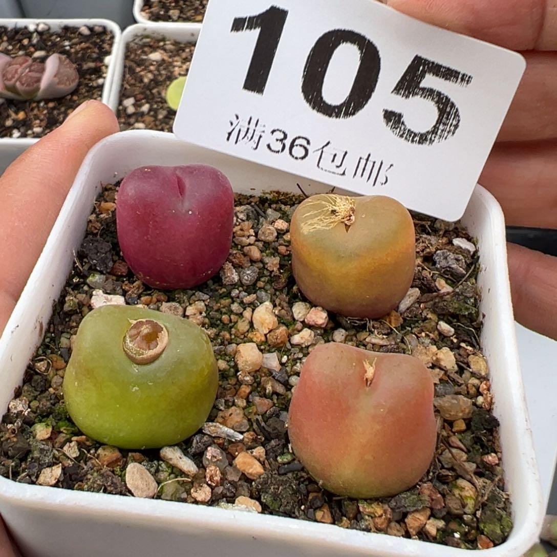 2.17好看的多肉105