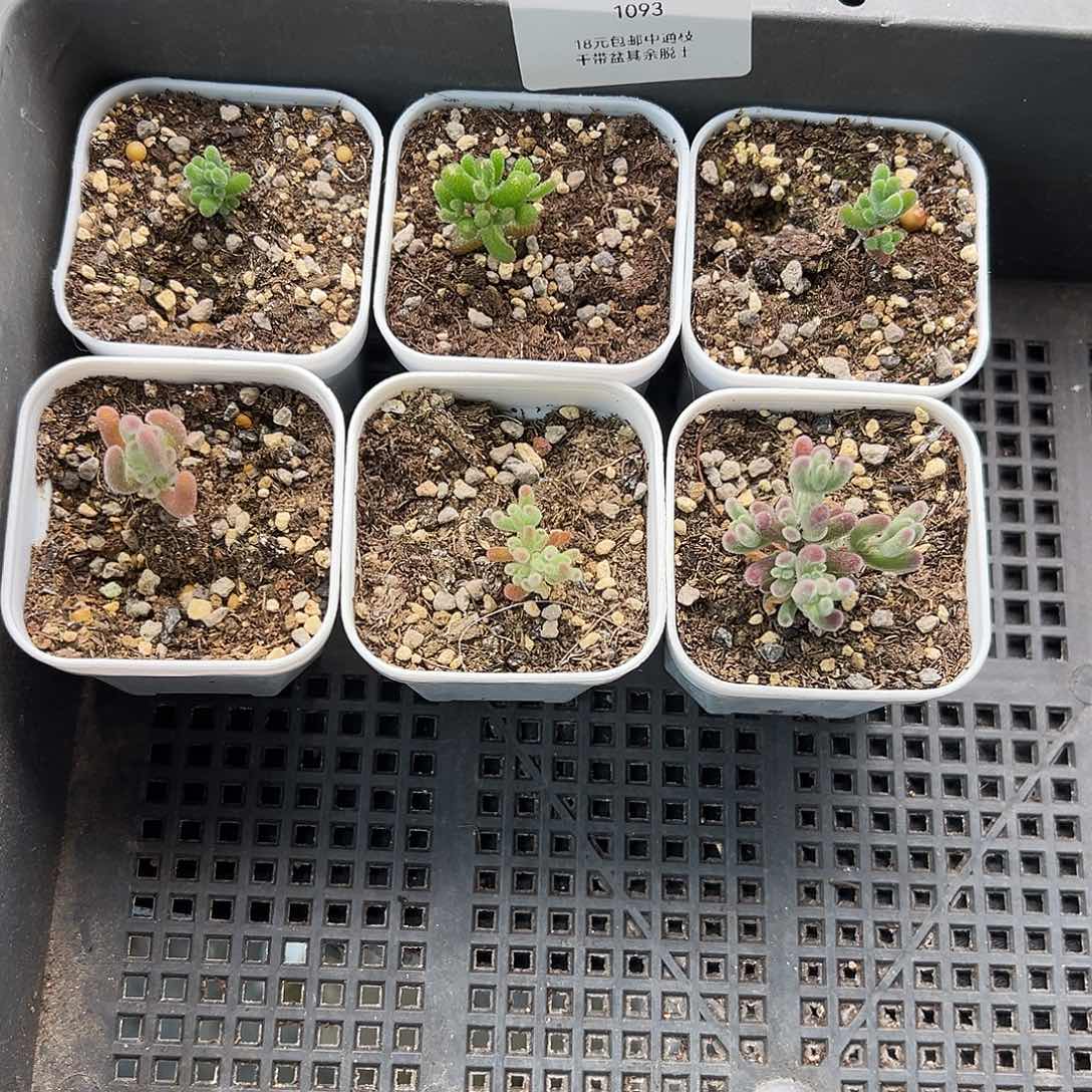 早**睡1093号6颗迷迷小12.29多肉