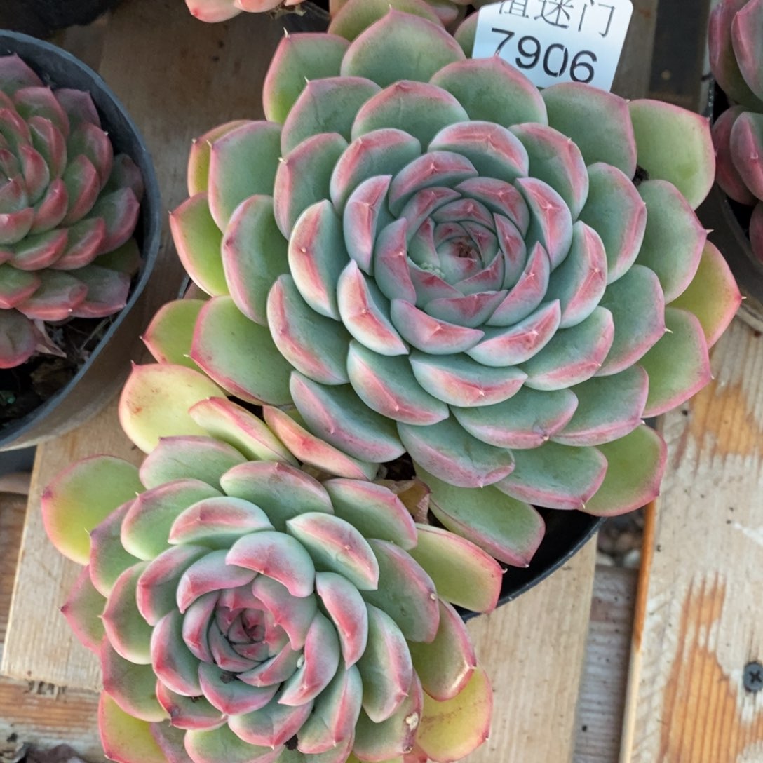 简***福杆子有瑕疵不售后~7906~13厘米