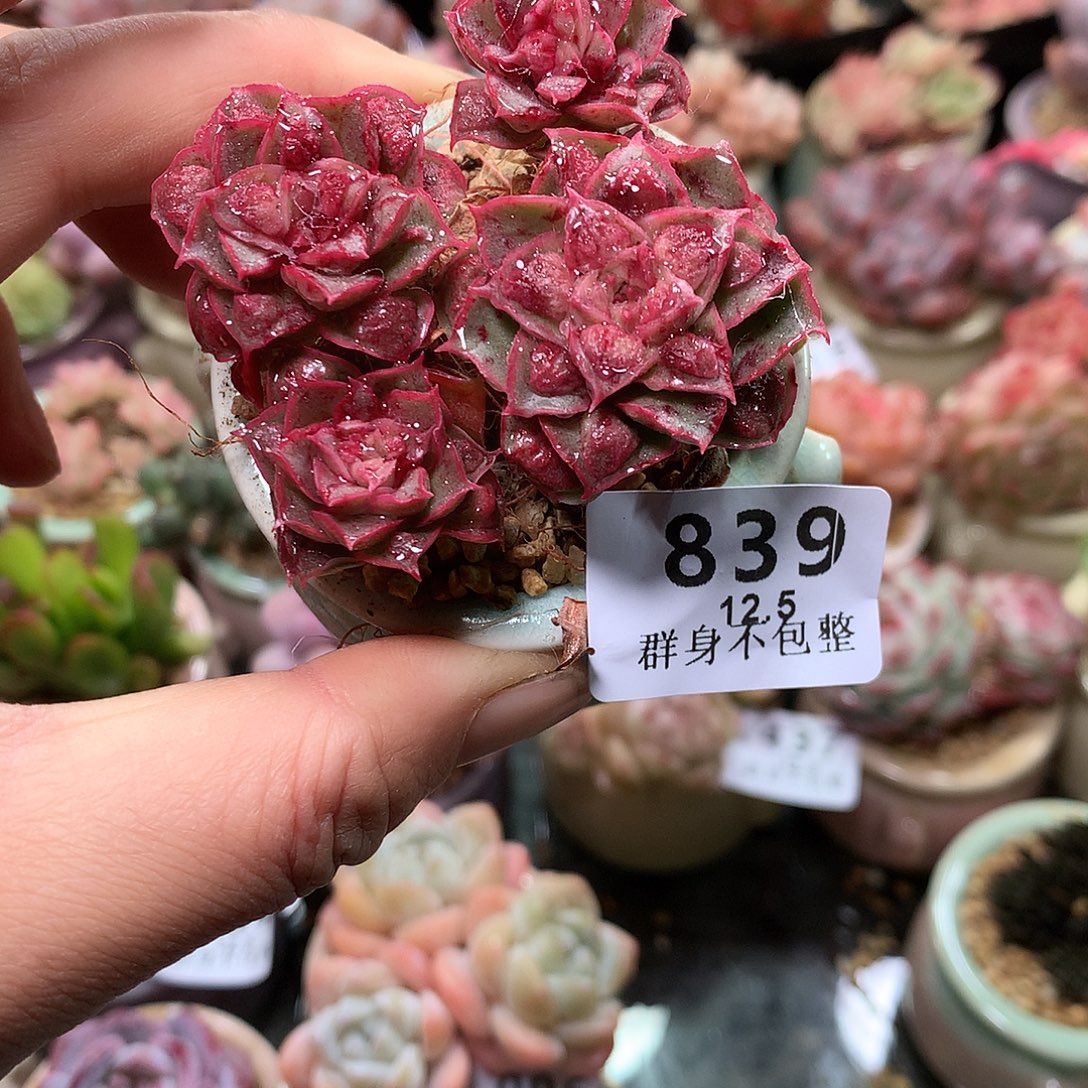 精控拇指盆12.5839