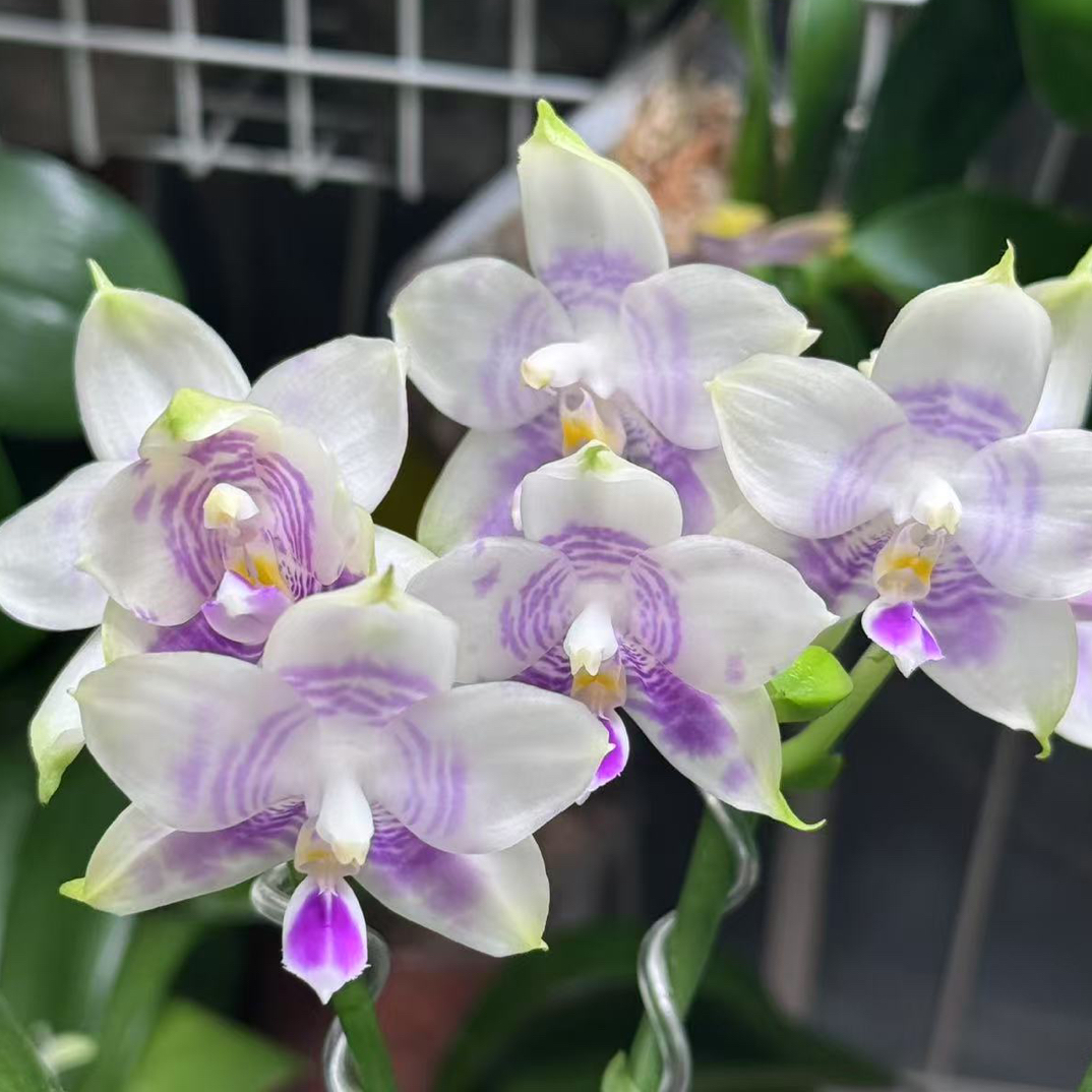 弥陀兰园珍奇类蝴蝶兰分生个体弥陀青花瓷苗