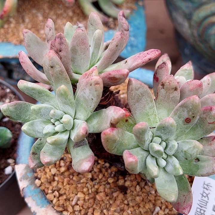 8503木然一苹果叶仙女杯