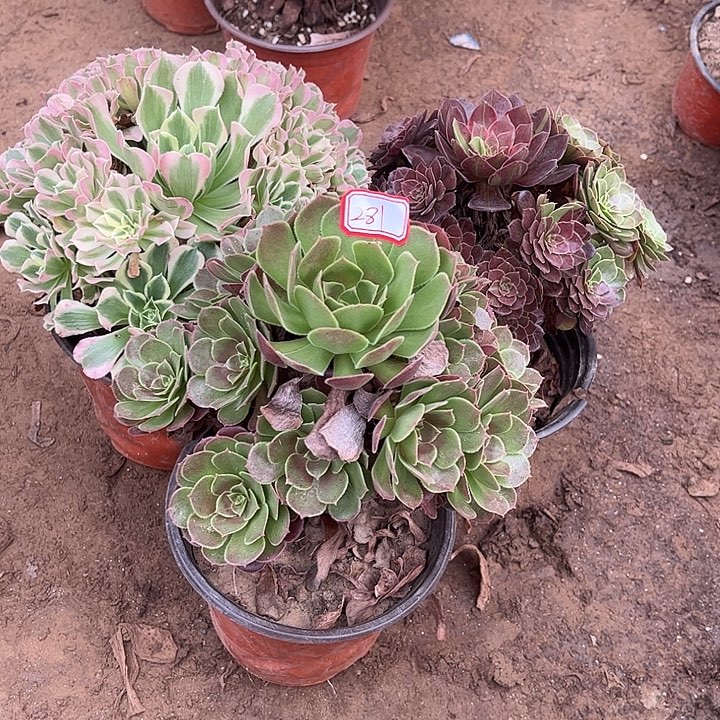 281多肉植物组合，