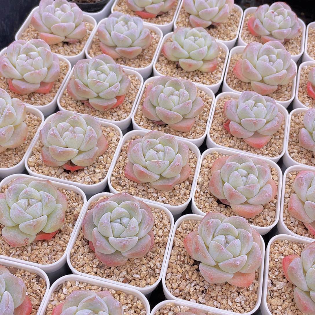 量拍100号 樱花钻石冰玉单头2个