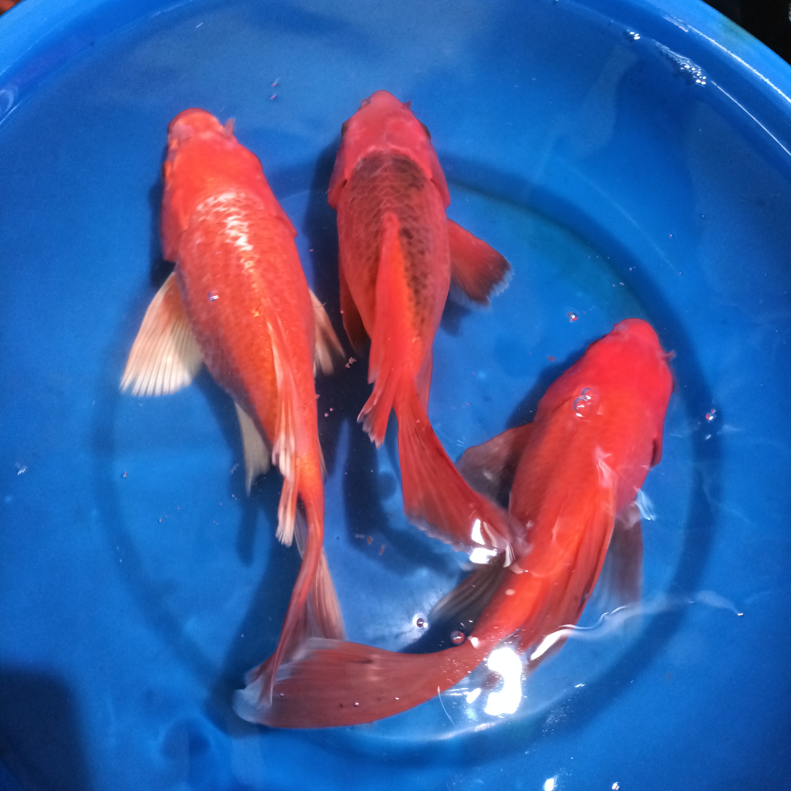 纯种红蝴蝶鲤冷水观赏鱼圆首鳍鸡血红大七鳍大尾巴好养耐活