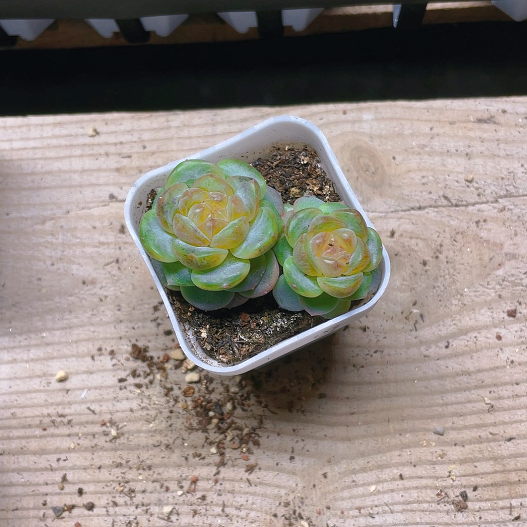 技****生T109号甜心双头一个满25包邮