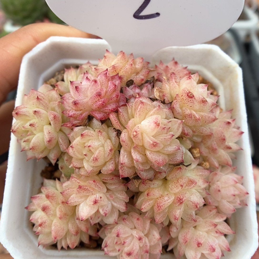 油透麦秆群生可拍2号