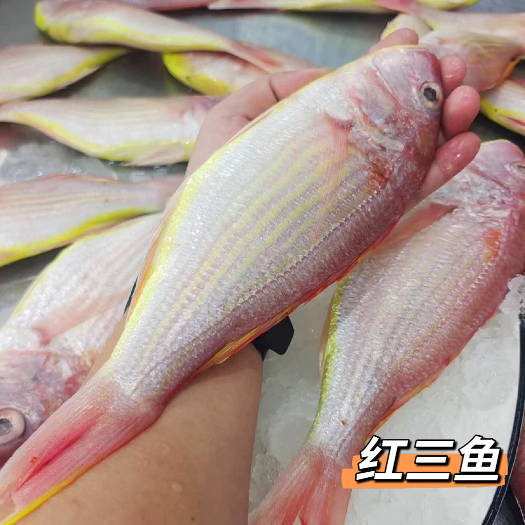 红三鱼 正宗野生海鱼红杉鱼渔船海鲜（约2~3条/斤）原条