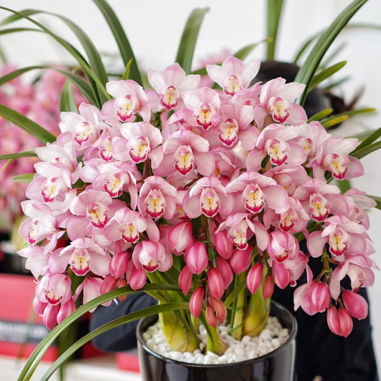 《蜜桃粉甜心公主》云南大花蕙兰年宵花基地直发鲜花绿植盆栽