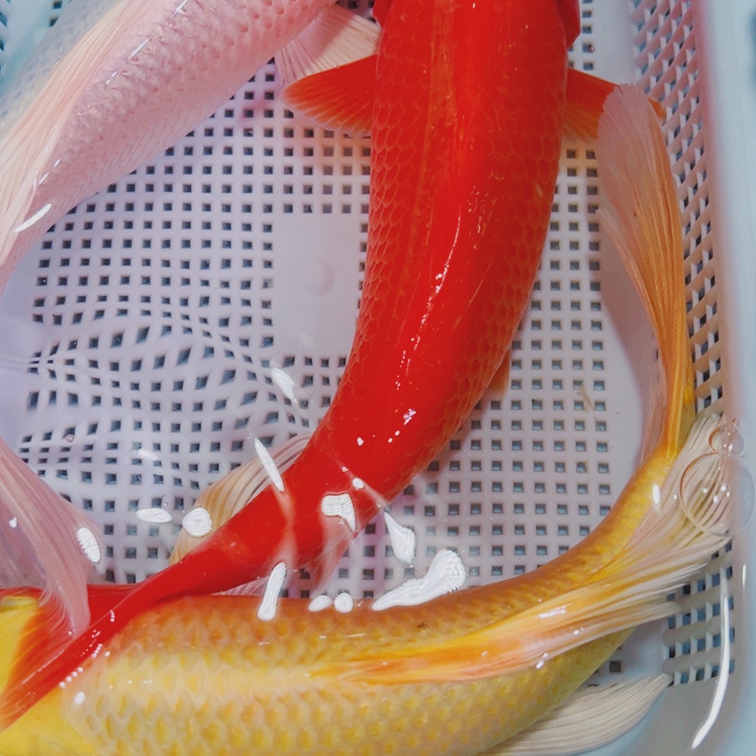 锦鲤锦鲤观赏鱼冷水