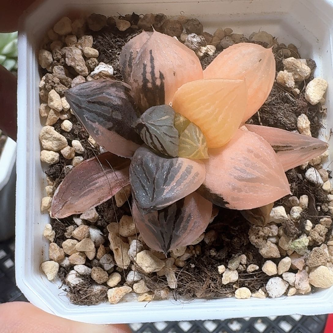 玉潭寿锦多肉植物