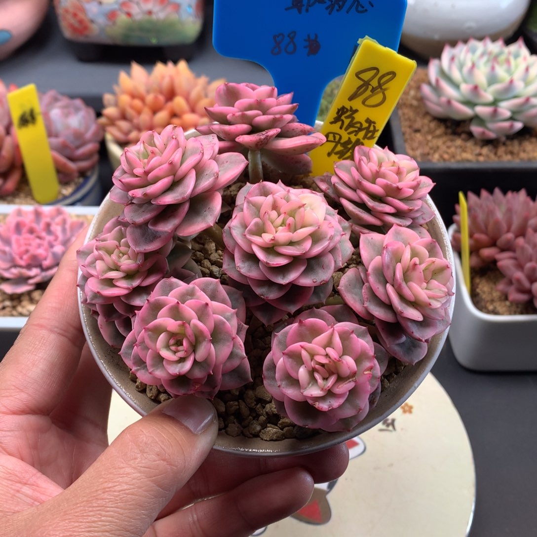 耶****我们家的小仙女们